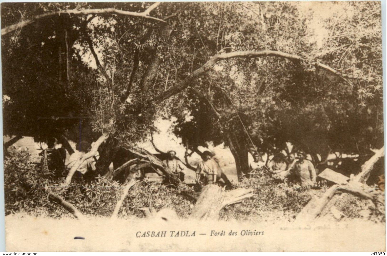 Casbah Tadla - Foret Des Oliviers - Autres & Non Classés