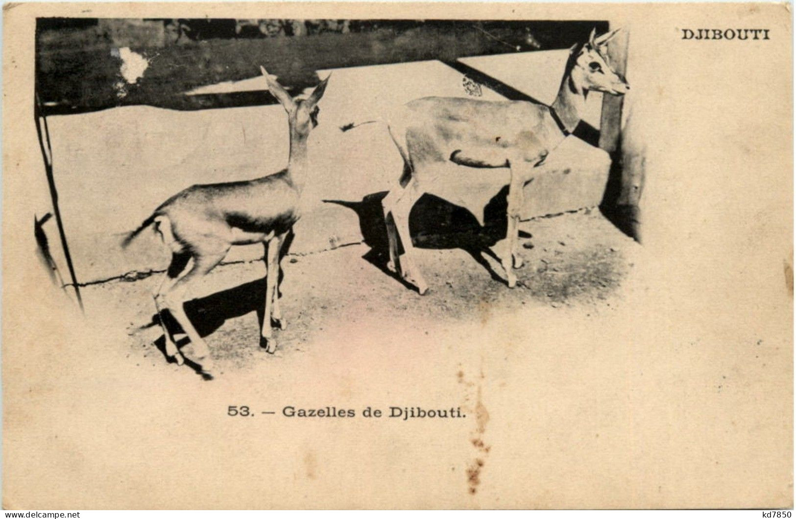 Gazelles De Djibouti - Dschibuti