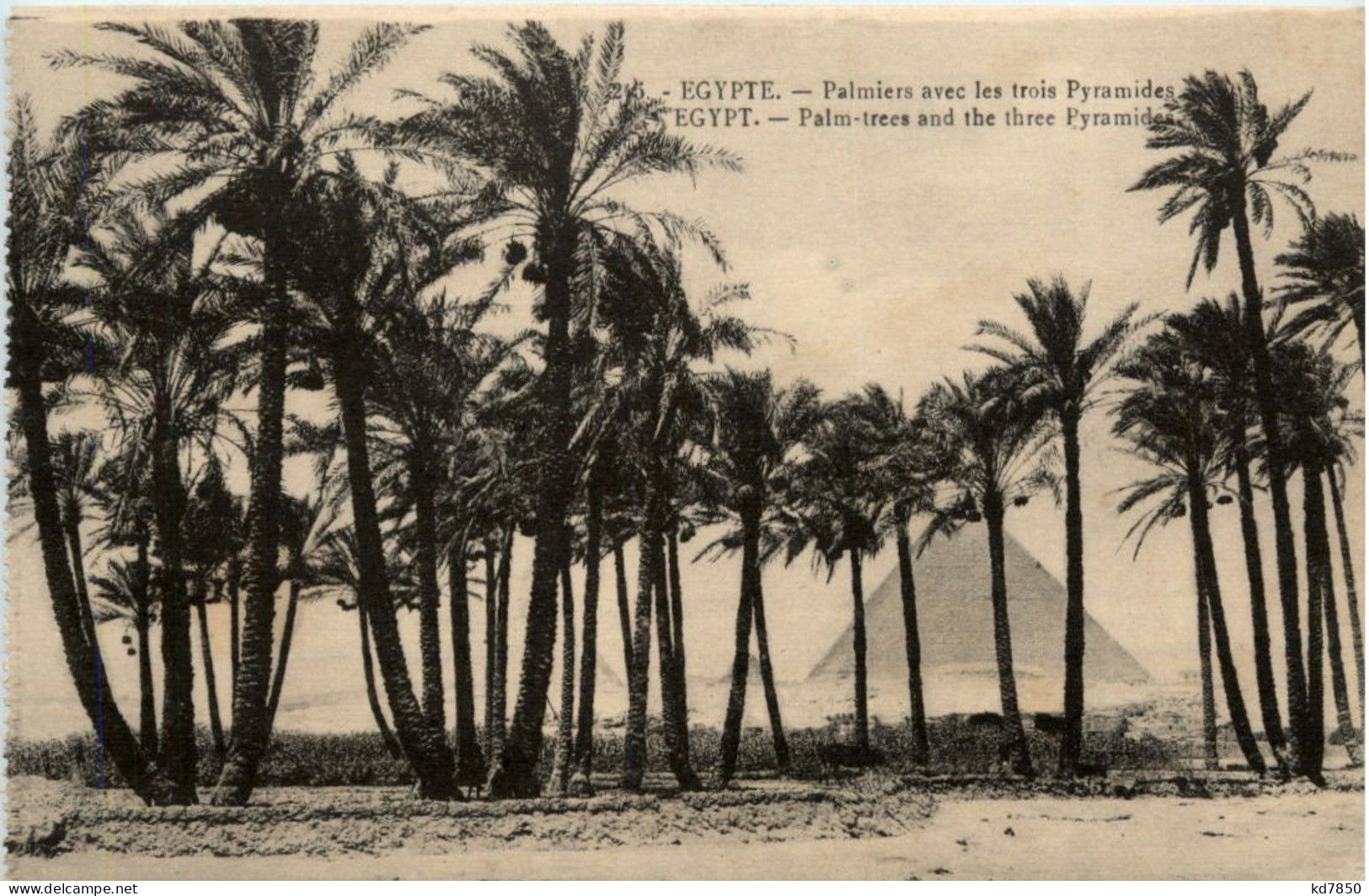 Palm Trees And The Three Pyramids - Cairo