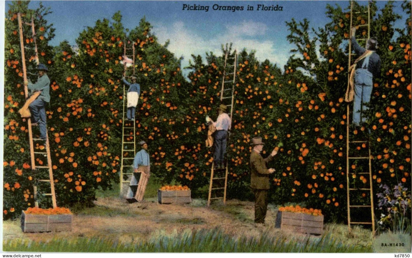 Florida - Picking Oranges - Other & Unclassified