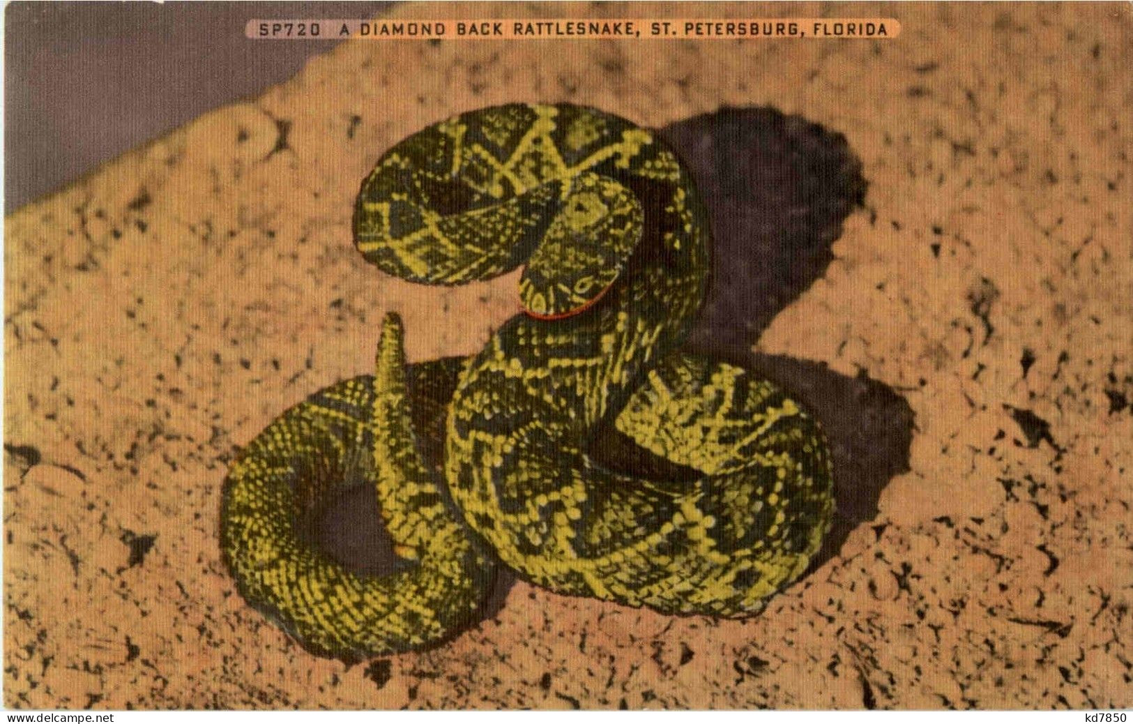 Snake - Other & Unclassified