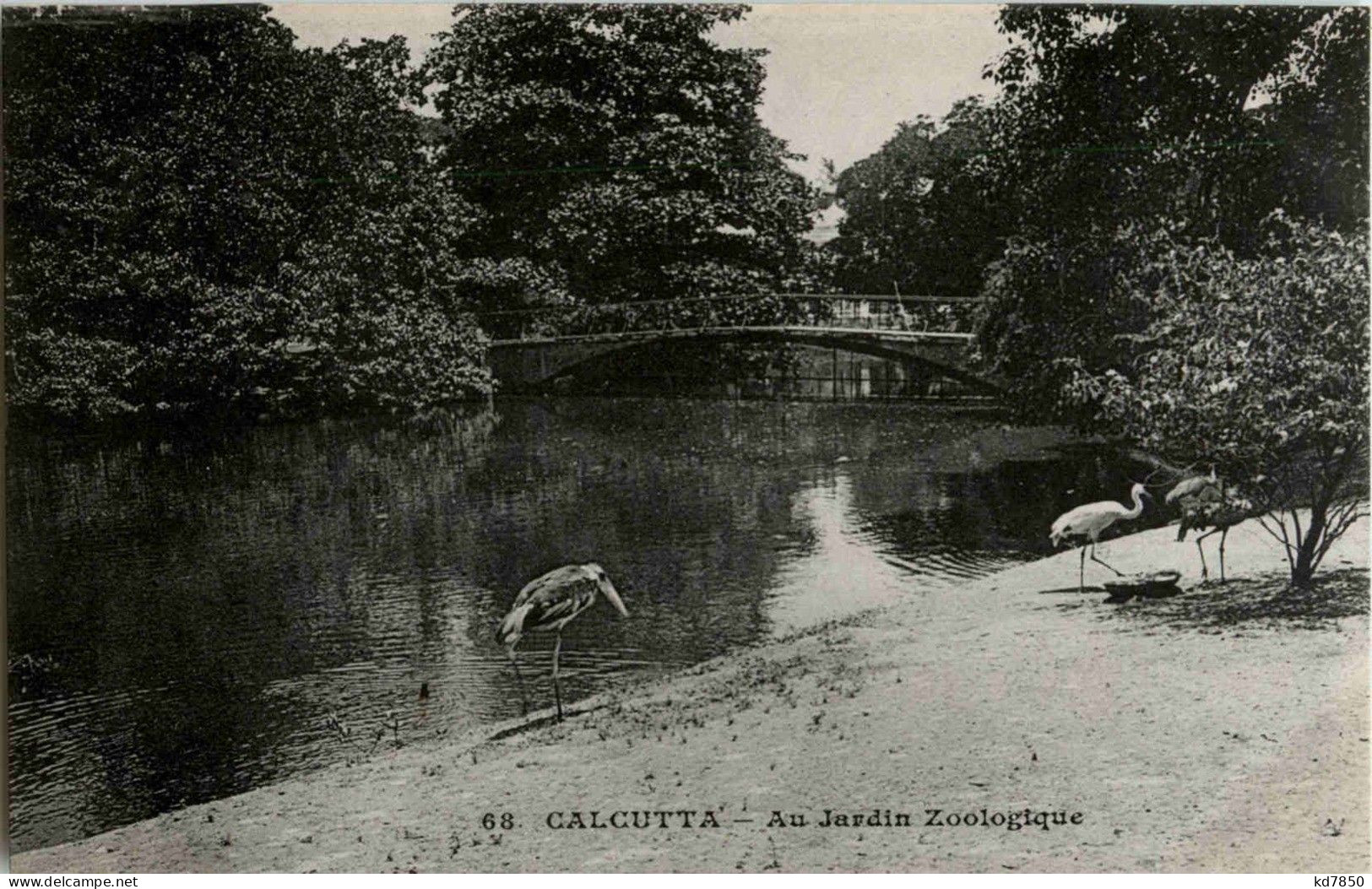 Calcutta - Jardin Zoologique - Inde