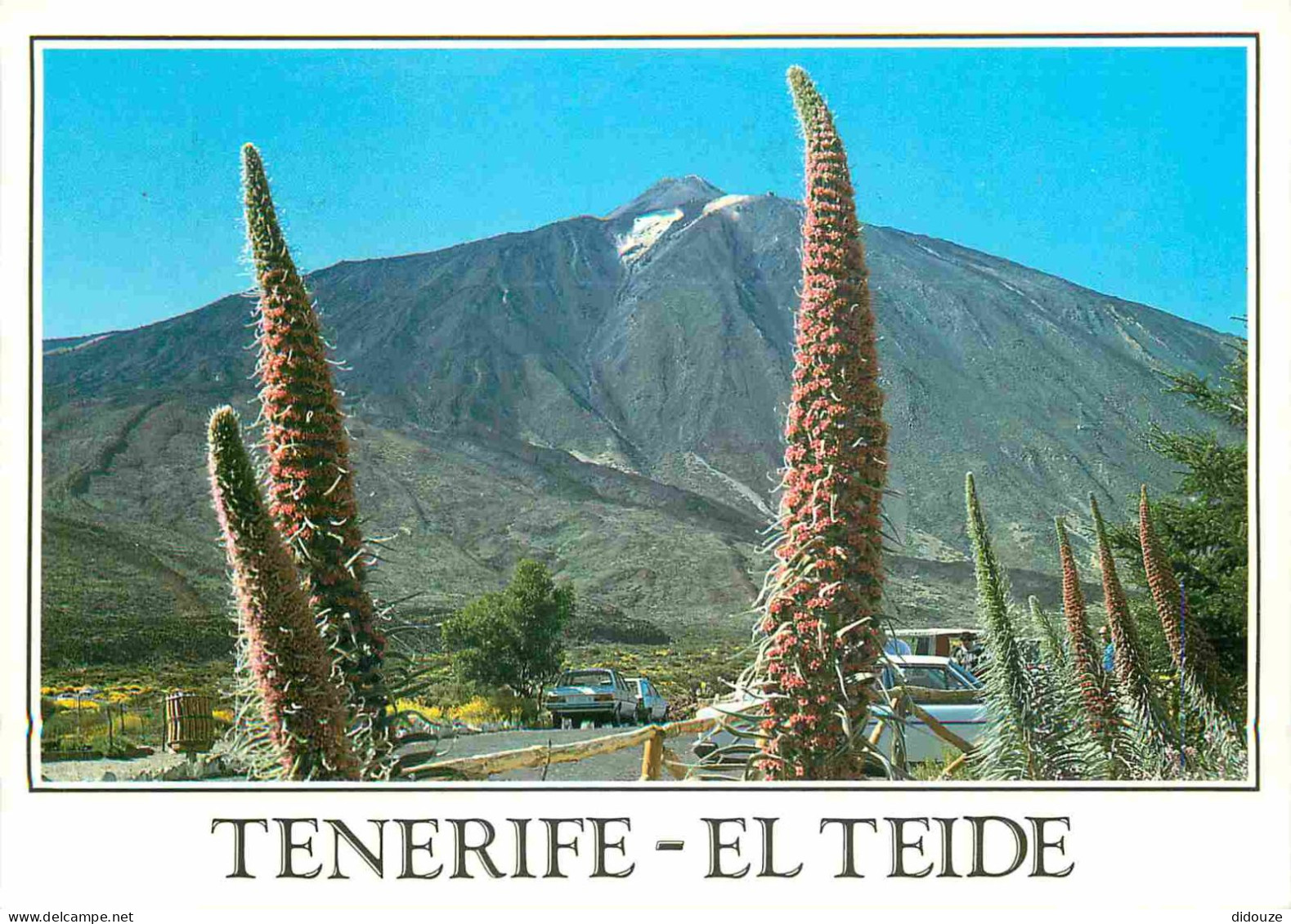 Espagne - Espana - Islas Canarias - Tenerife - Tajinastes En Flor Al Pie Del Teide - Fleurs - CPM - Voir Scans Recto-Ver - Tenerife