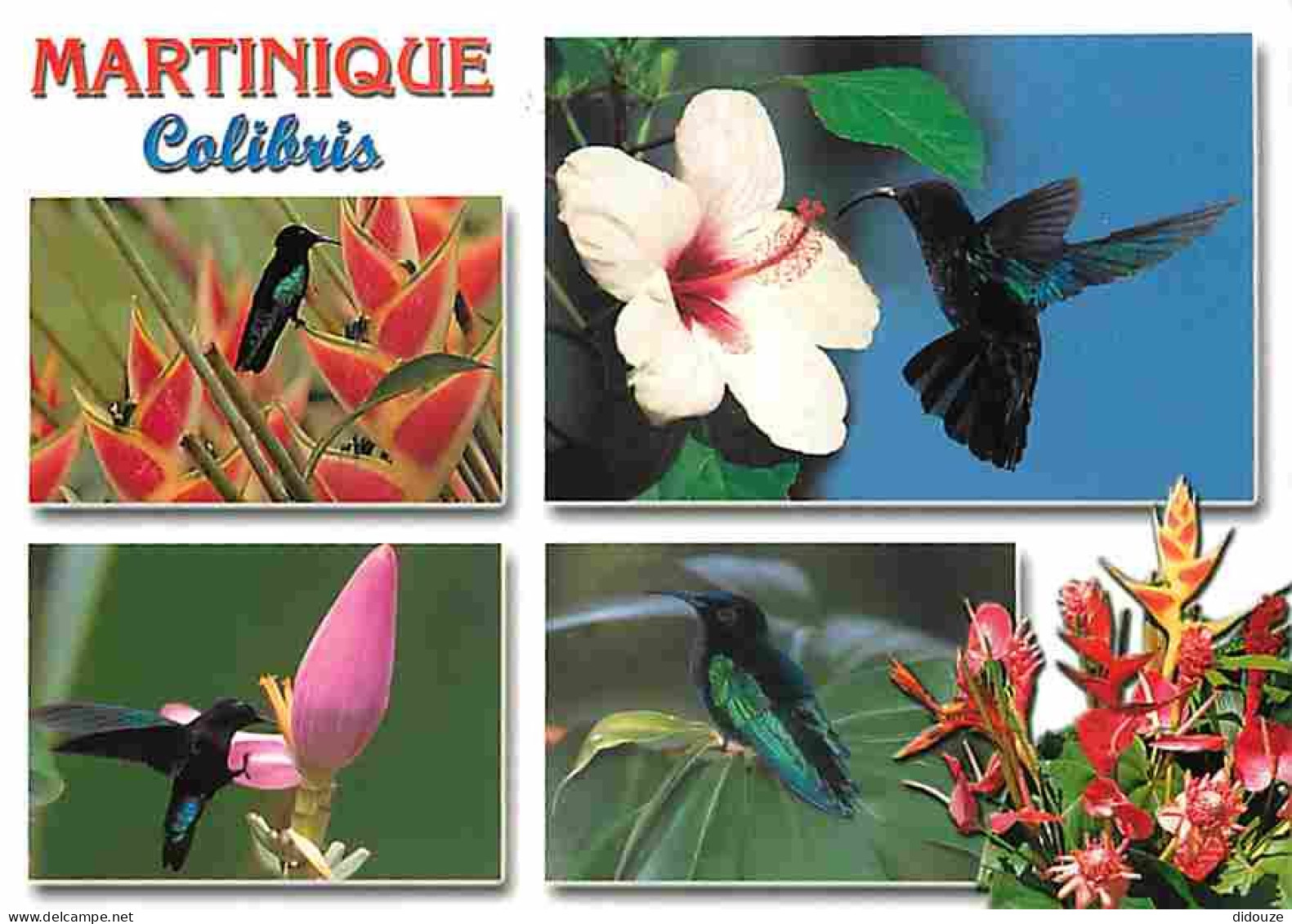 Martinique - Colibris - Multivues - Oiseaux - CPM - Voir Scans Recto-Verso - Other & Unclassified