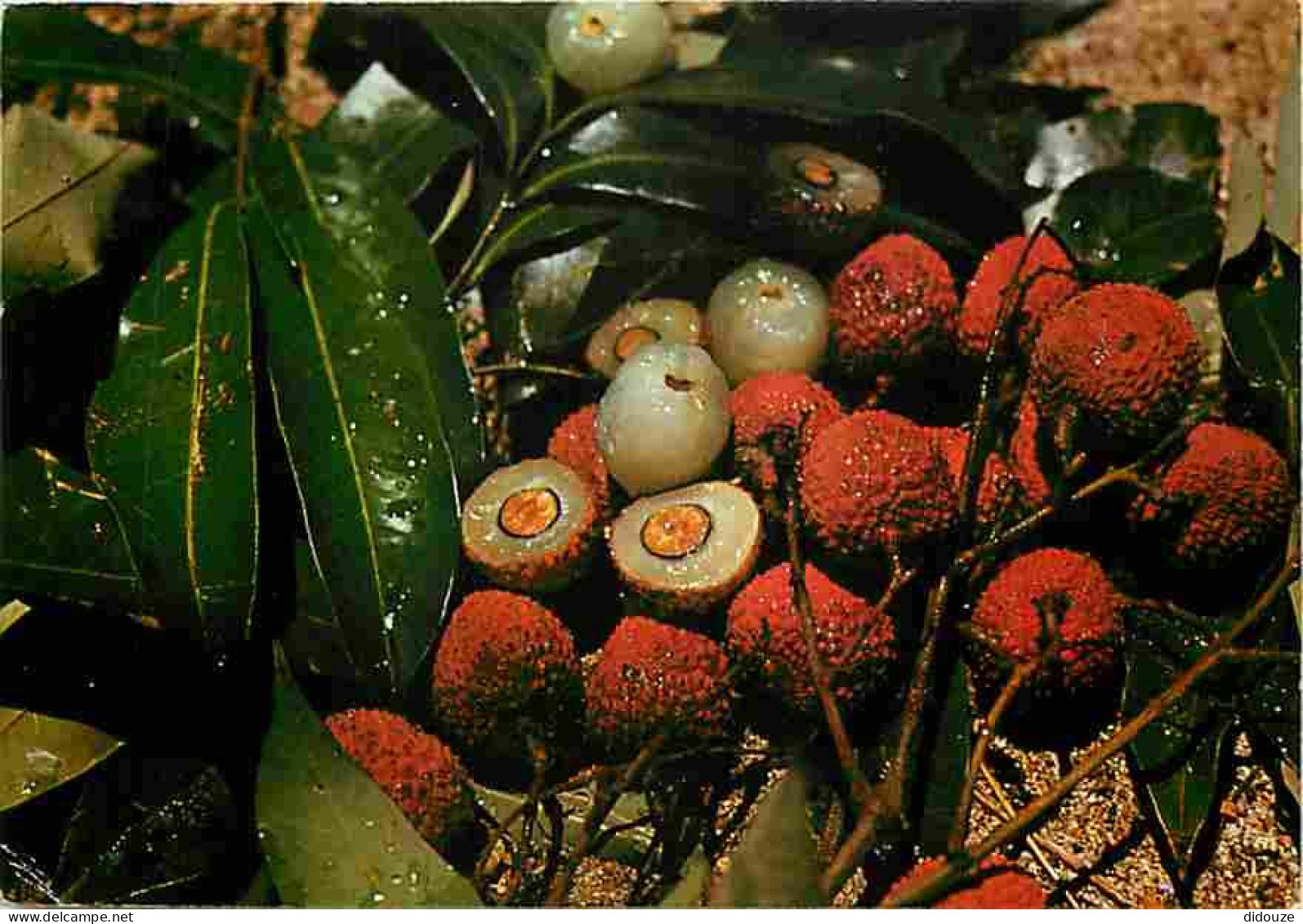 Ile De La Réunion - Bouquet De Letchis - CPM - Voir Scans Recto-Verso - Autres & Non Classés