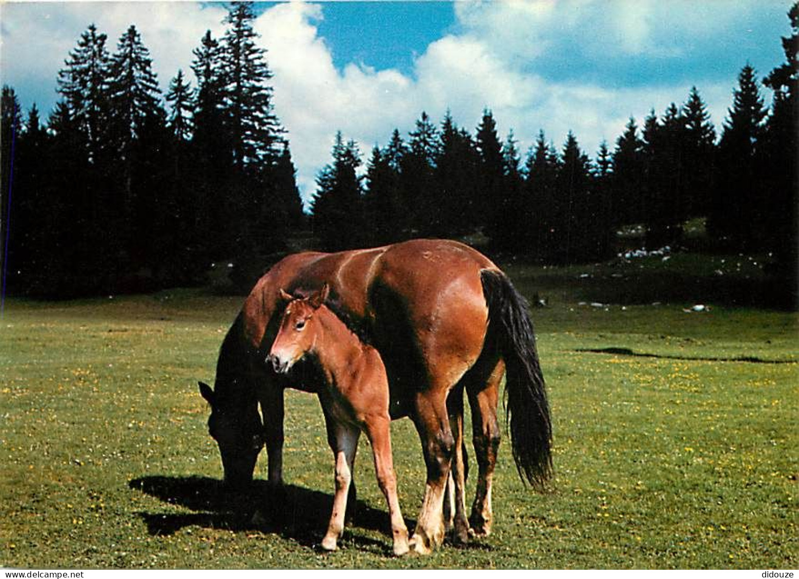 Animaux - Chevaux - Au Pâturage Du Jura - Pouliche Et Son Poulain - Carte Neuve - CPM - Voir Scans Recto-Verso - Cavalli