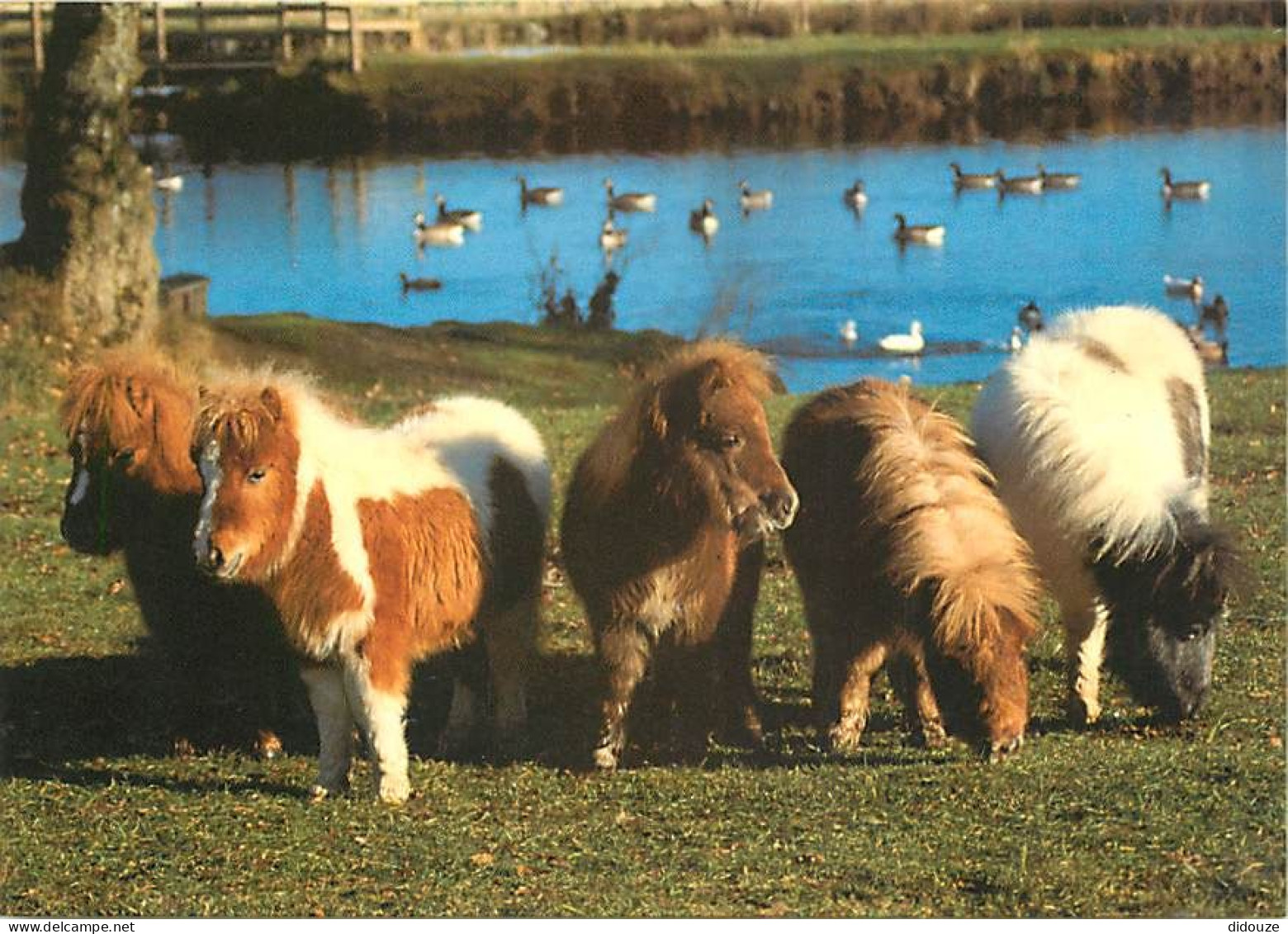 Animaux - Chevaux - Royaume-Uni - The Miniature Pony Centre, Moretonhampstead, Devon - Poneys - Carte Neuve - CPM - UK - - Cavalli