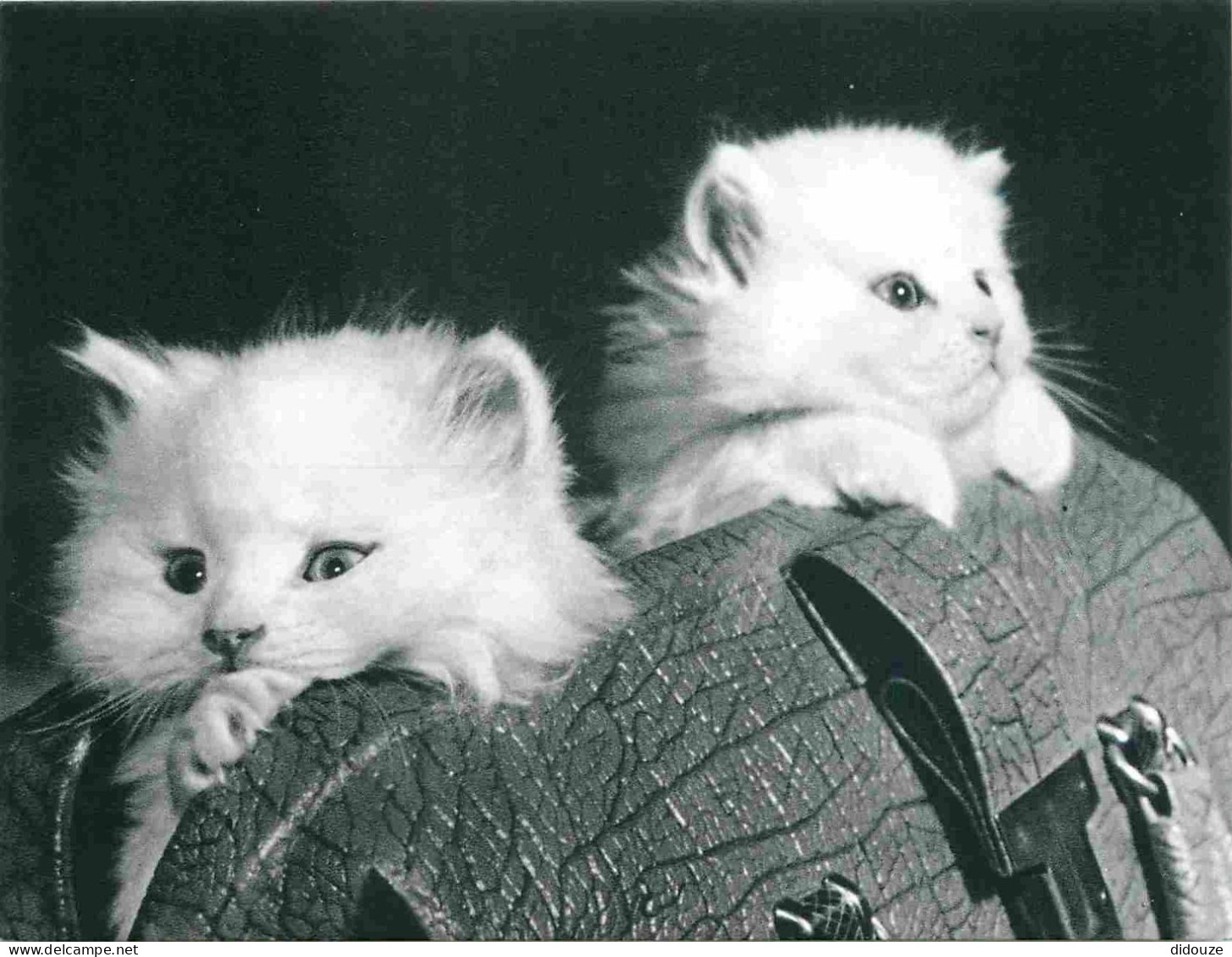 Animaux - Chats - CPM - Voir Scans Recto-Verso - Cats