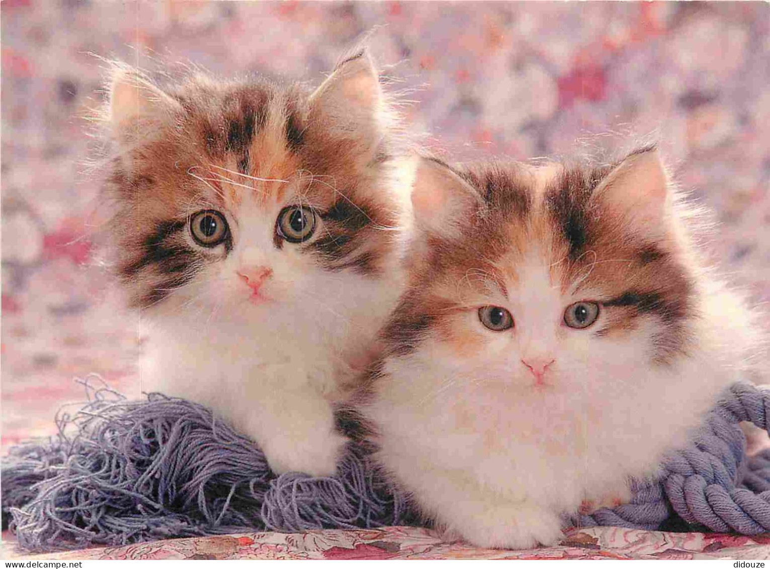 Animaux - Chats - CPM - Voir Scans Recto-Verso - Cats