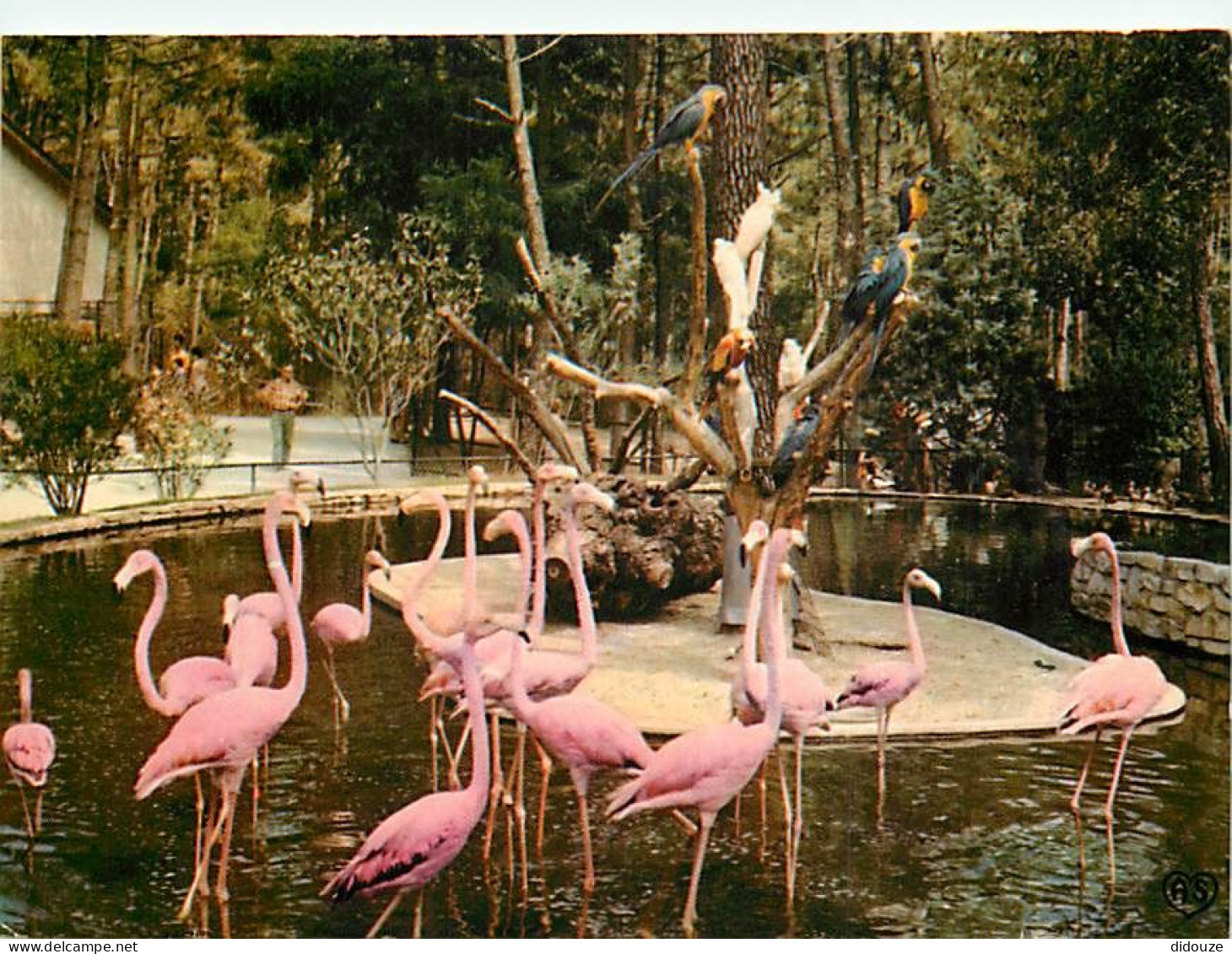 Oiseaux - Flamants Roses - Les Mathes - Zoo De La Palmyre - Flamingos - CPM - Voir Scans Recto-Verso - Birds