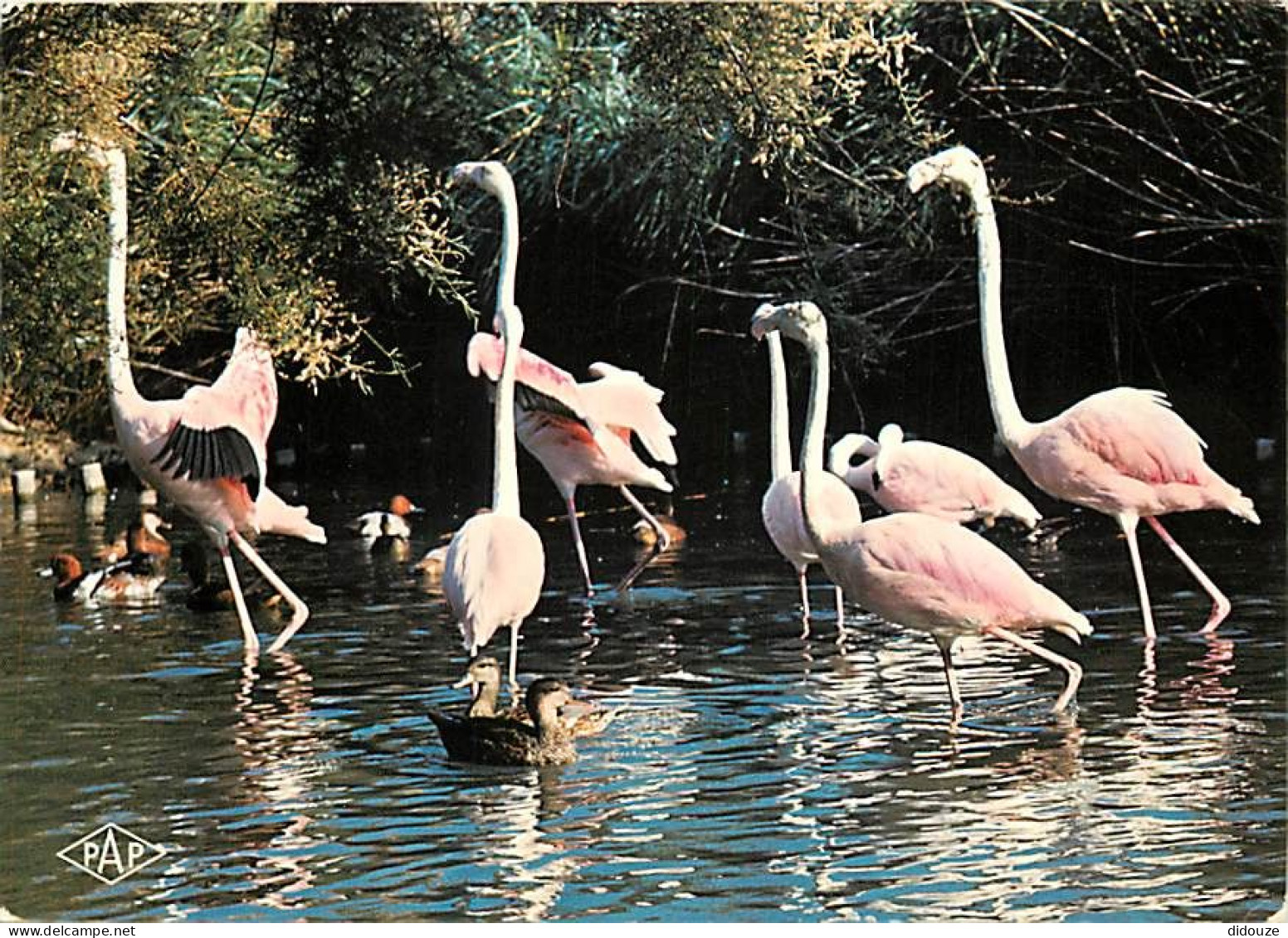 Oiseaux - Flamants Roses - Camargue - Flamingos - CPM - Voir Scans Recto-Verso - Birds