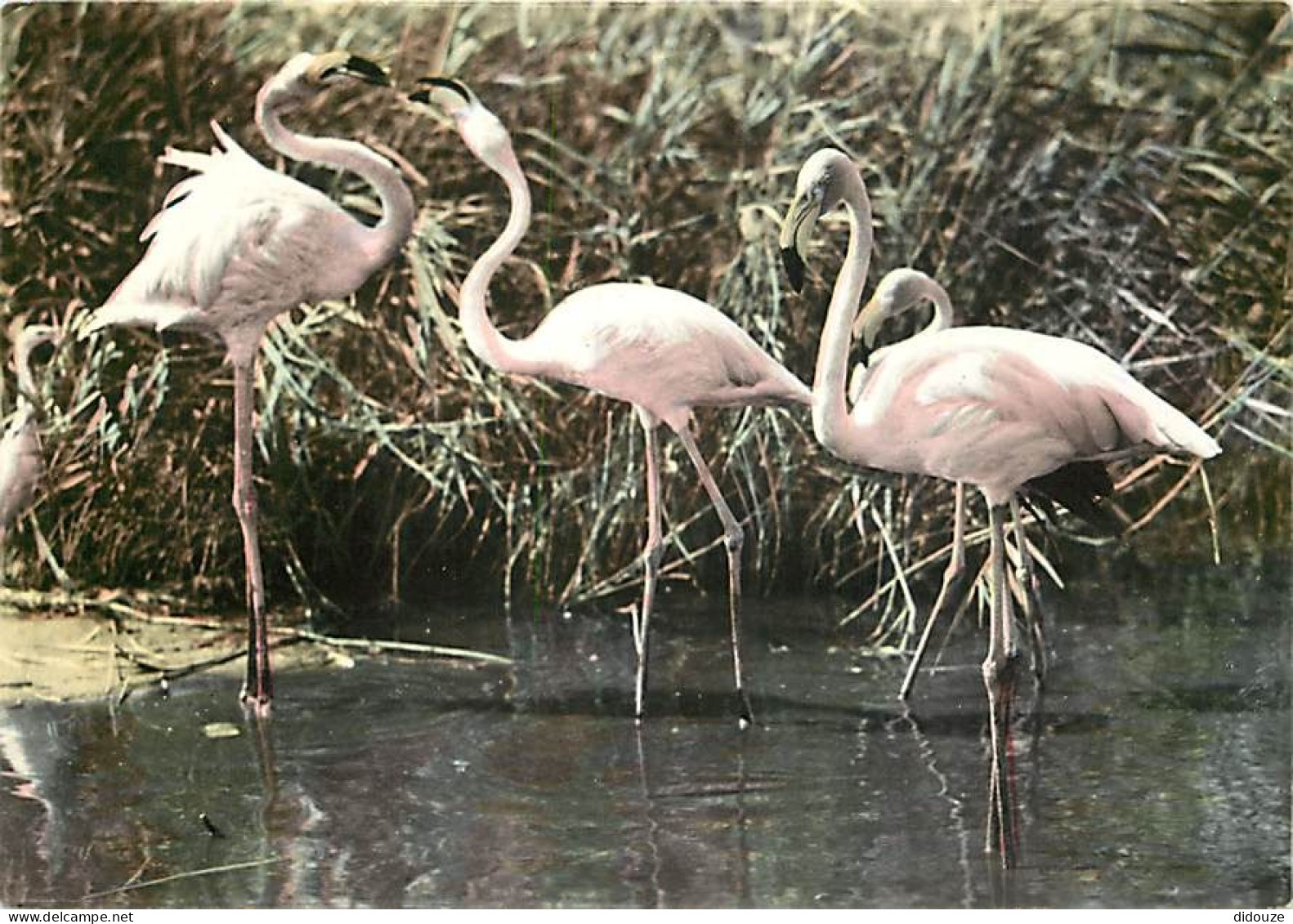 Oiseaux - Flamants Roses - Camargue - Flamingos - CPM - Voir Scans Recto-Verso - Birds