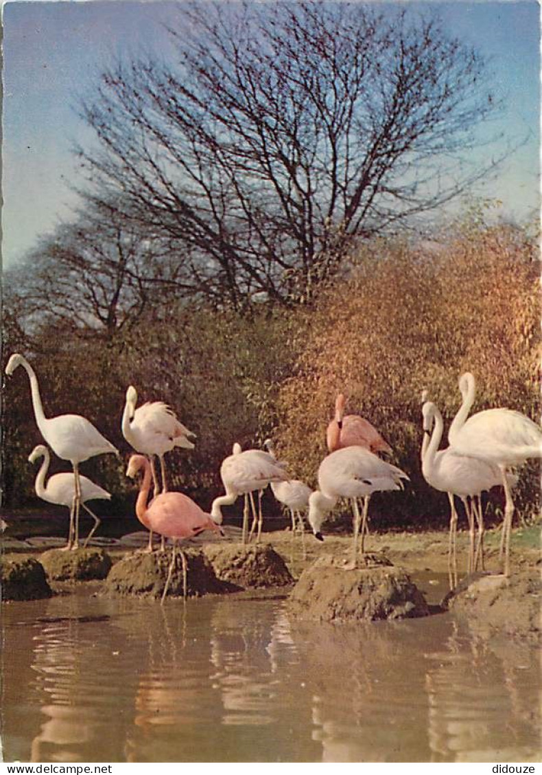 Oiseaux - Flamants Roses - Flamingos - CPM - Voir Scans Recto-Verso - Vögel