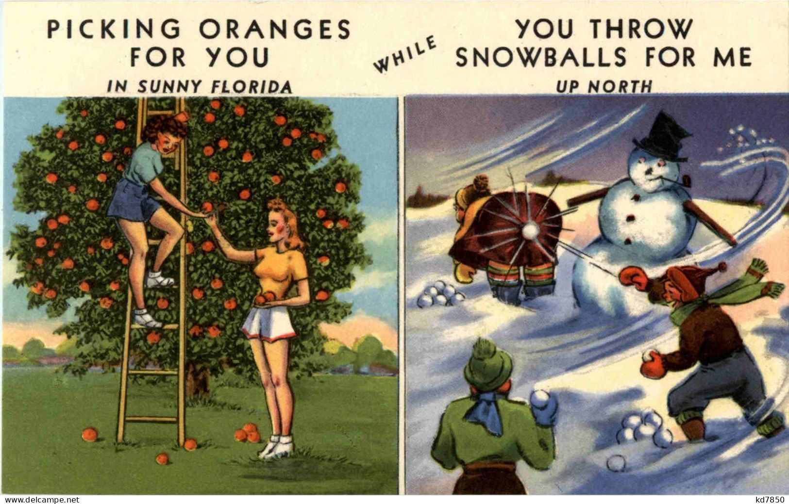 Florida - Picking Oranges - Autres & Non Classés