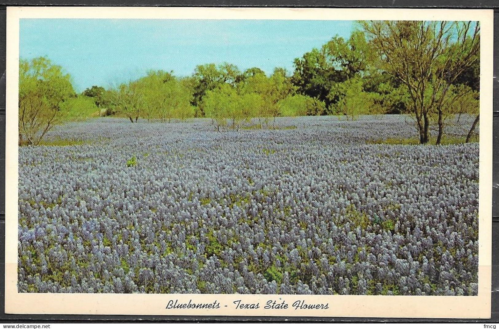 Texas, Bluebonnets, Texas State Flower, Unused - Fleurs