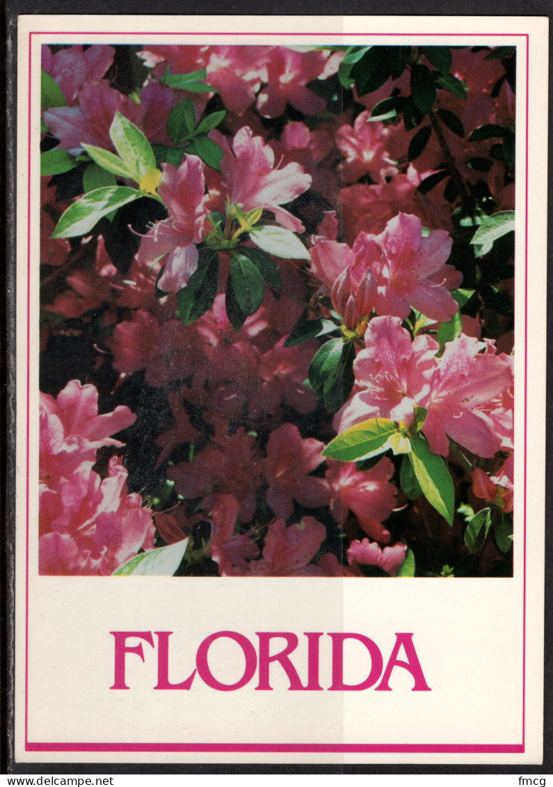 Florida Azalea, Unused - Flowers