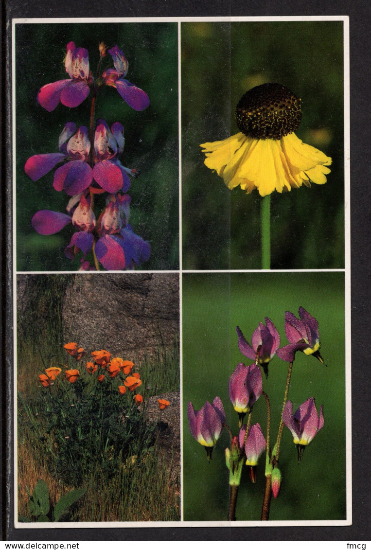 Flowers Of The Sierra Nevada Mountains, California, Unused - Bloemen