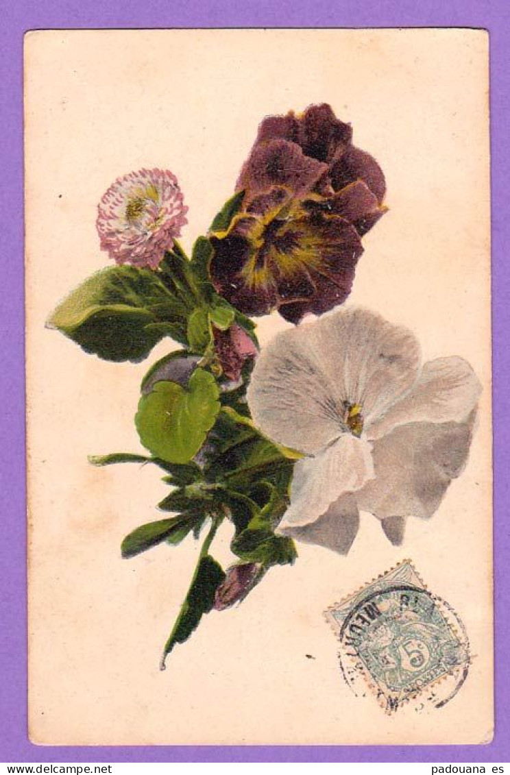 AD328 FLEURS PENSEES ET PAQUERETTES - Fleurs