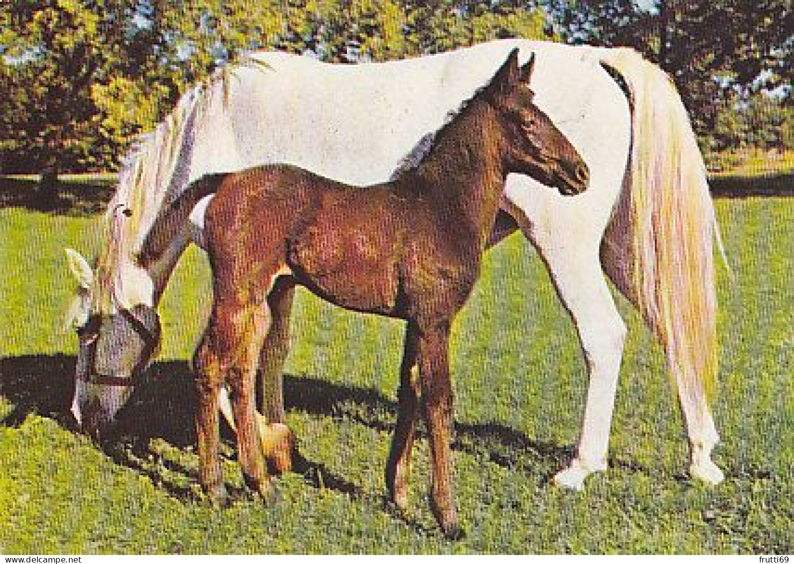 AK 214921 HORSE / PFERD / CHEVAL ... - Cavalli