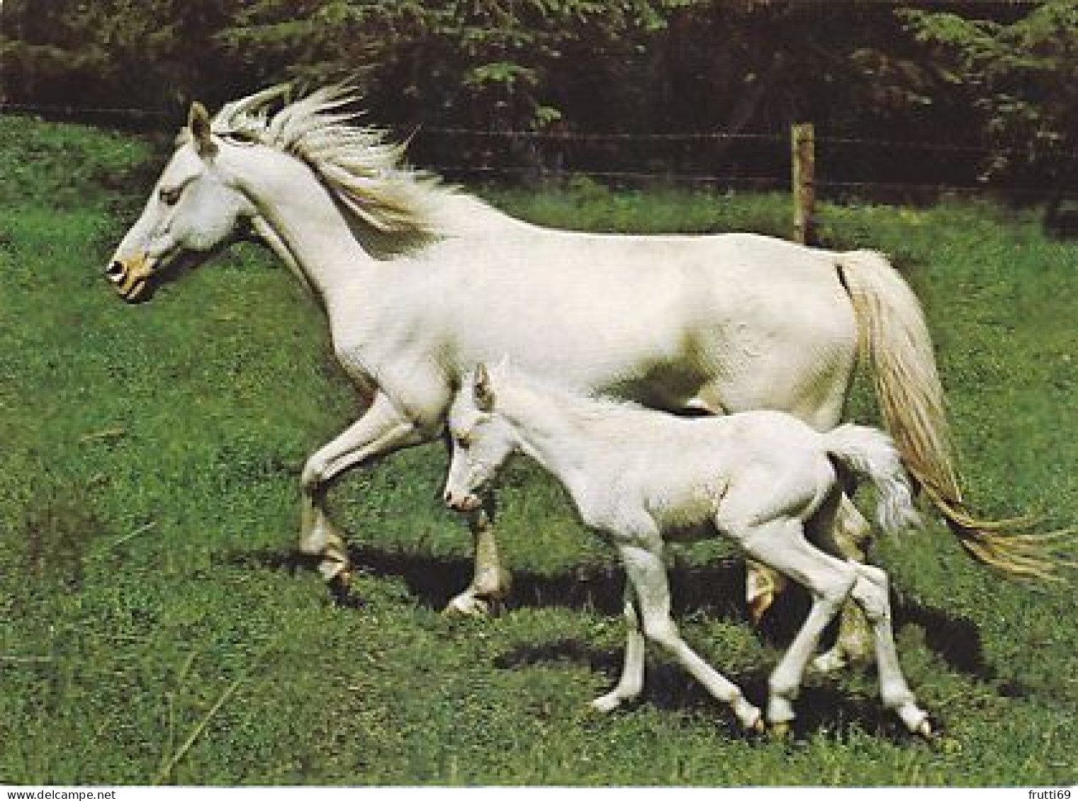 AK 214923 HORSE / PFERD / CHEVAL ... - Cavalli