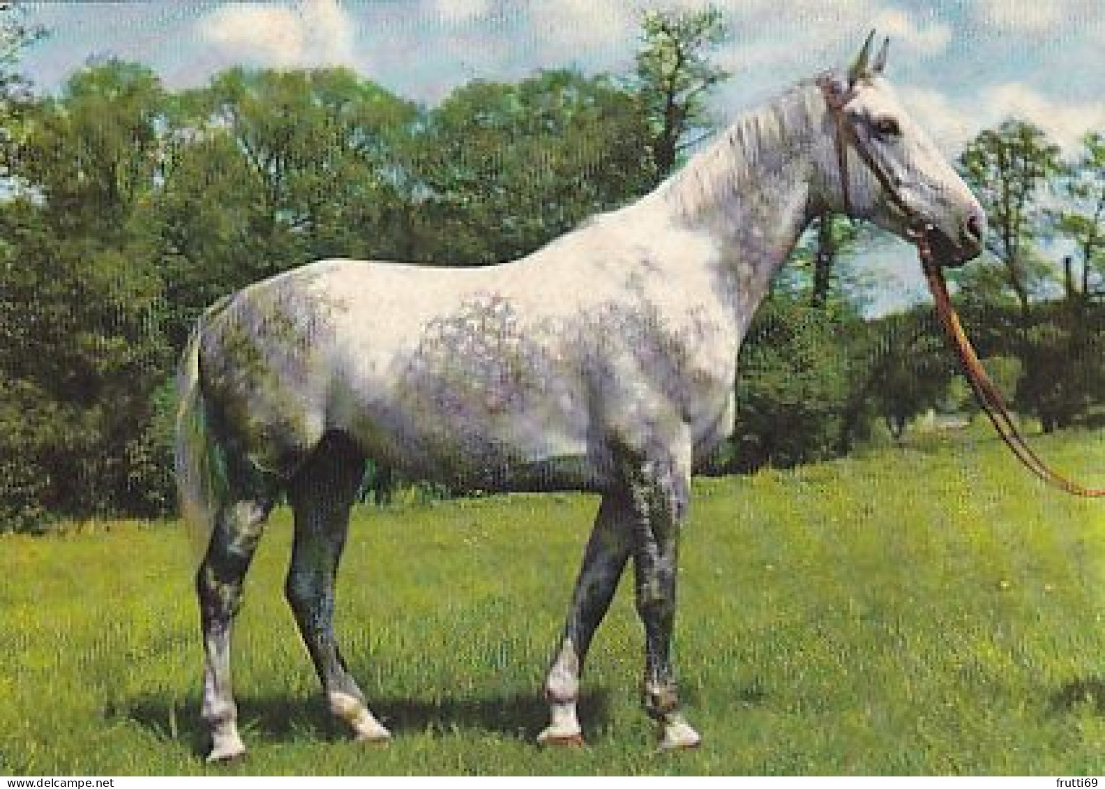 AK 214924 HORSE / PFERD / CHEVAL ... - Cavalli