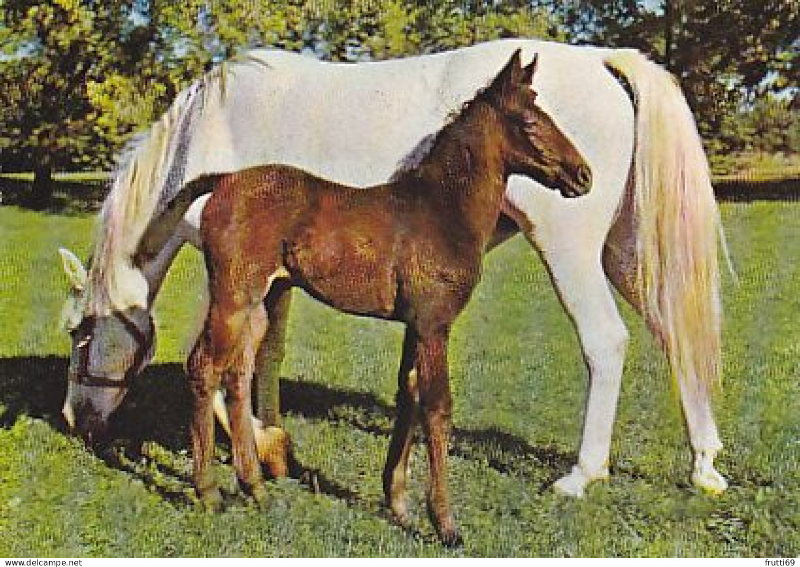 AK 214930 HORSE / PFERD / CHEVAL .. - Chevaux