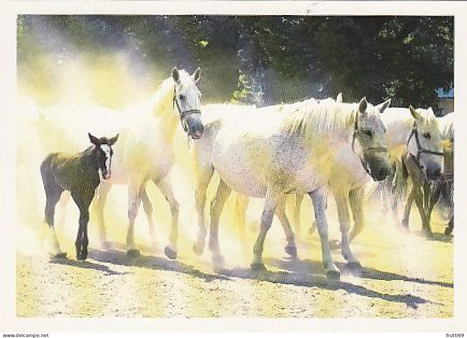 AK 214933 HORSE / PFERD / CHEVAL .. - Paarden