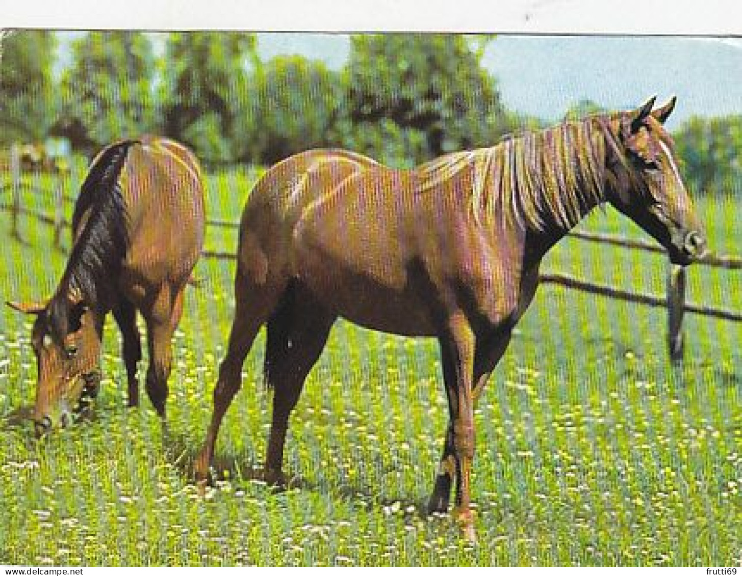 AK 214935 HORSE / PFERD / CHEVAL .. - Cavalli