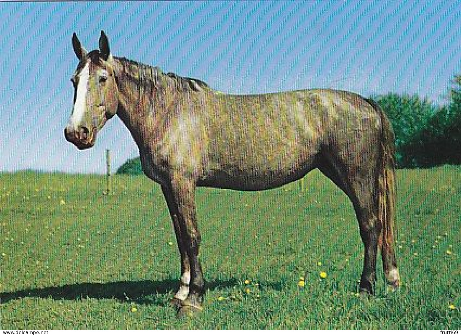 AK 214937 HORSE / PFERD / CHEVAL .. - Horses