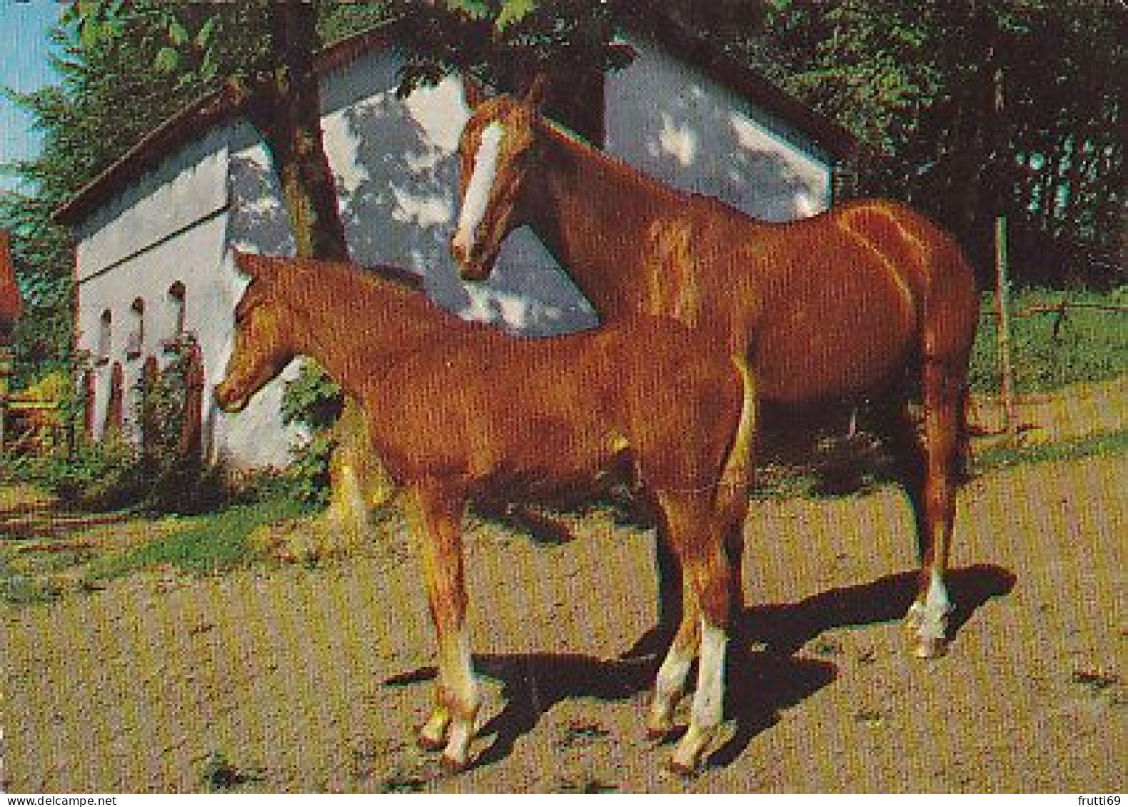 AK 214938 HORSE / PFERD / CHEVAL .. - Horses