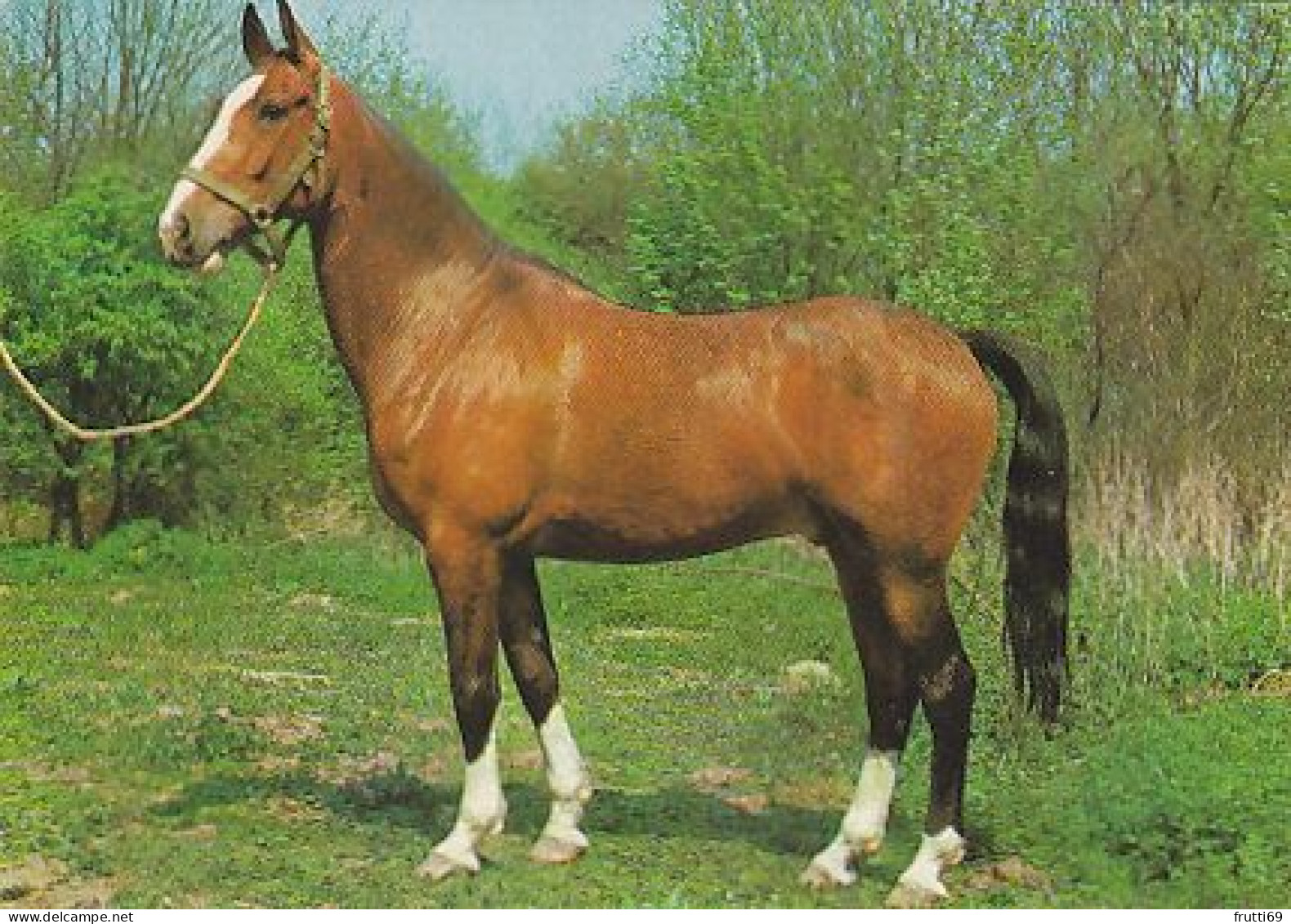 AK 214941 HORSE / PFERD / CHEVAL .. - Chevaux