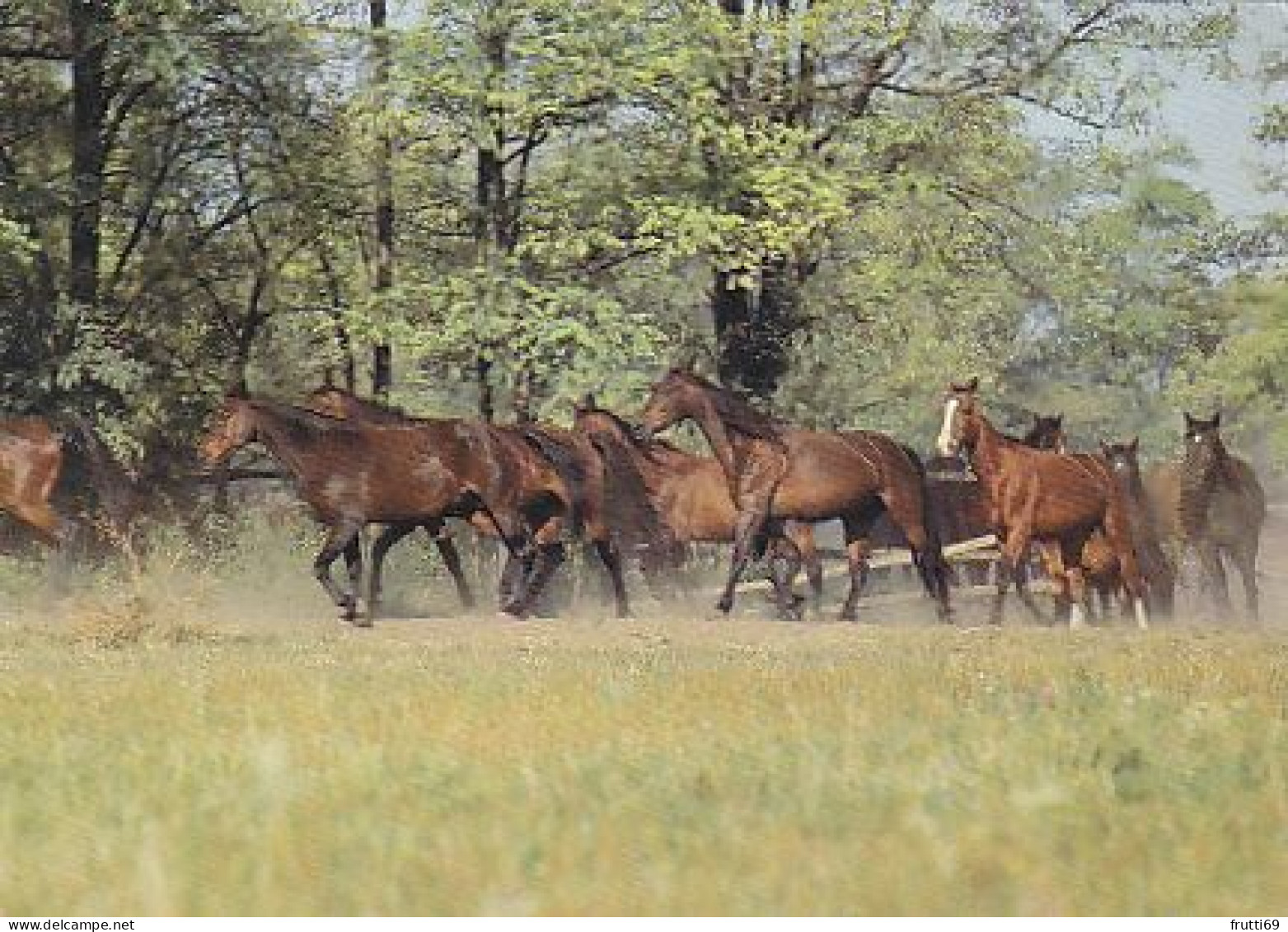 AK 214944 HORSE / PFERD / CHEVAL .. - Paarden