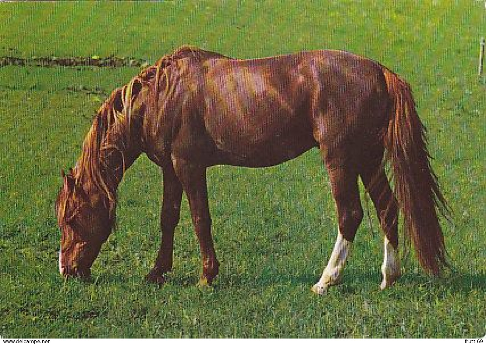 AK 214945 HORSE / PFERD / CHEVAL .. - Horses