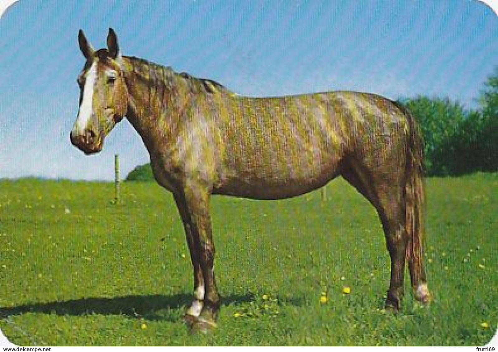 AK 214947 HORSE / PFERD / CHEVAL .. - Pferde