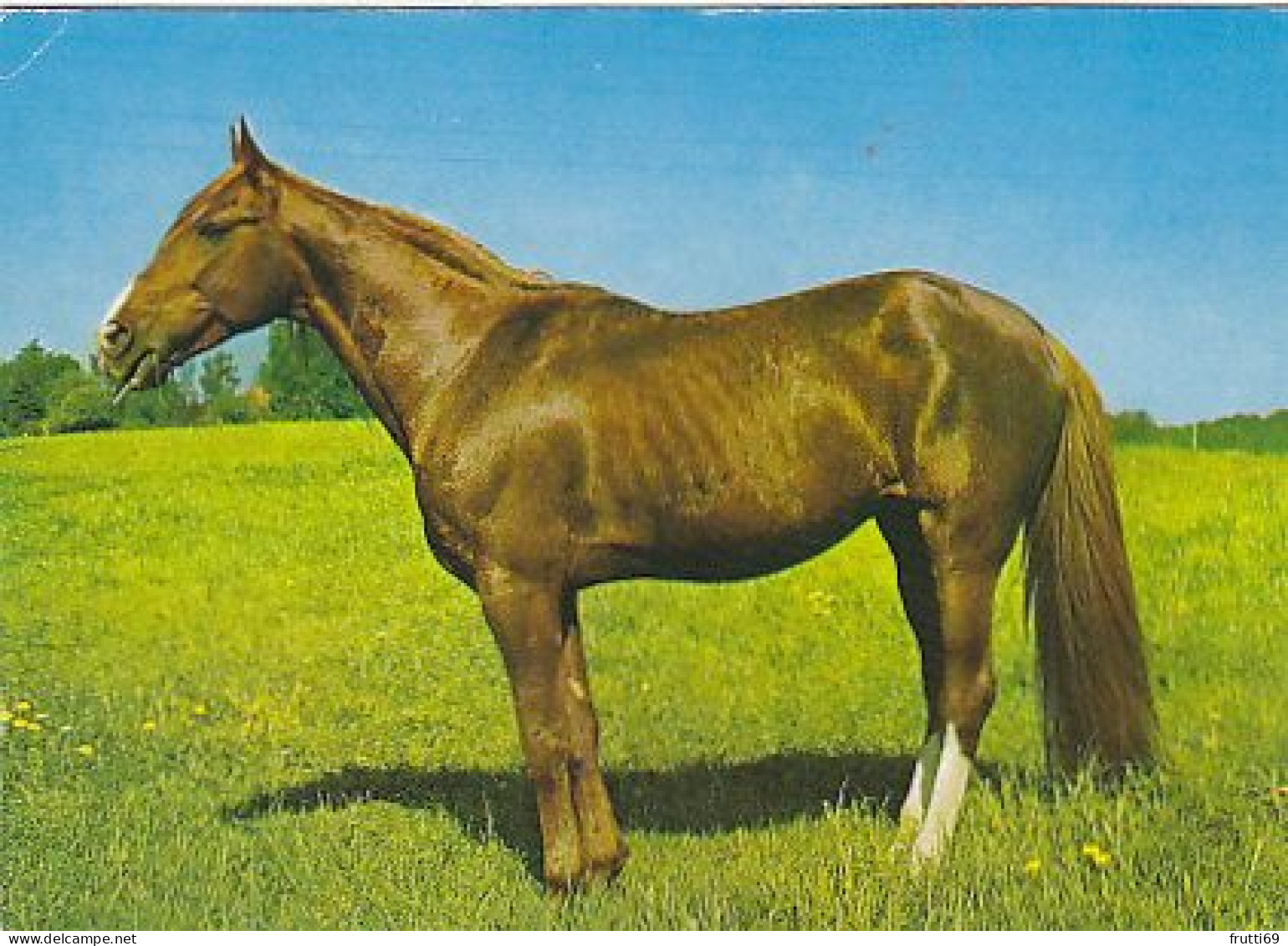 AK 214948 HORSE / PFERD / CHEVAL .. - Chevaux