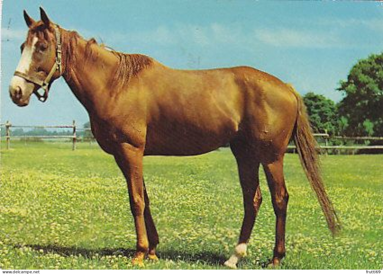 AK 214949 HORSE / PFERD / CHEVAL .. - Paarden