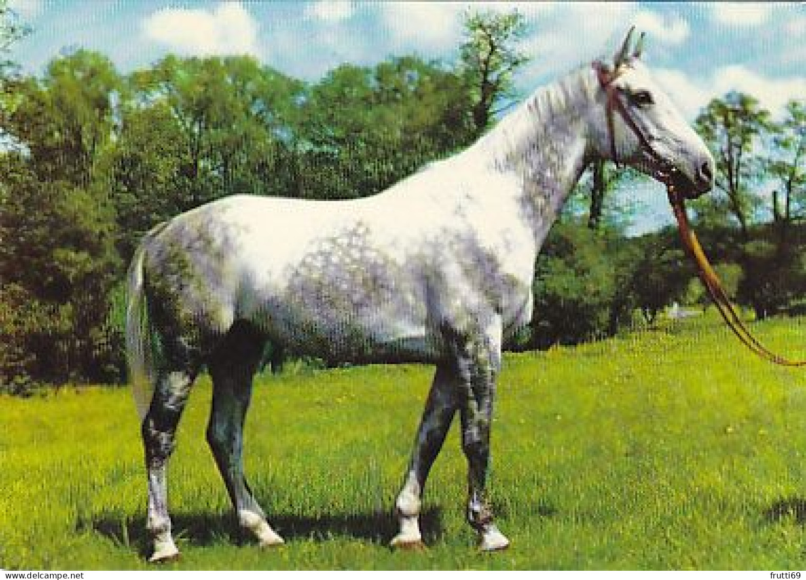 AK 214949 HORSE / PFERD / CHEVAL .. - Cavalli