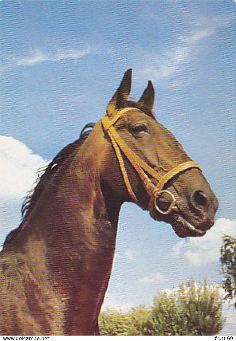 AK 214952 HORSE / PFERD / CHEVAL .. - Horses