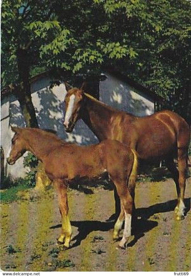 AK 214953 HORSE / PFERD / CHEVAL .. - Paarden