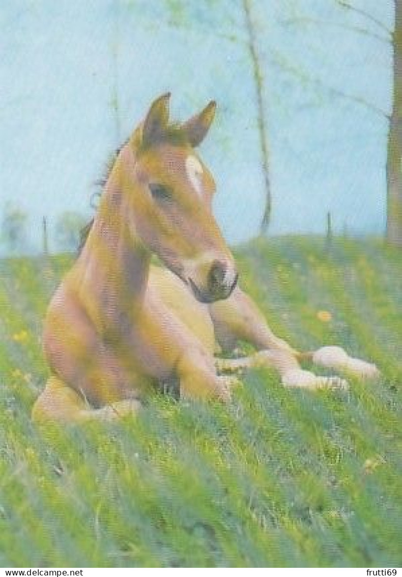 AK 214954 HORSE / PFERD / CHEVAL .. - Paarden