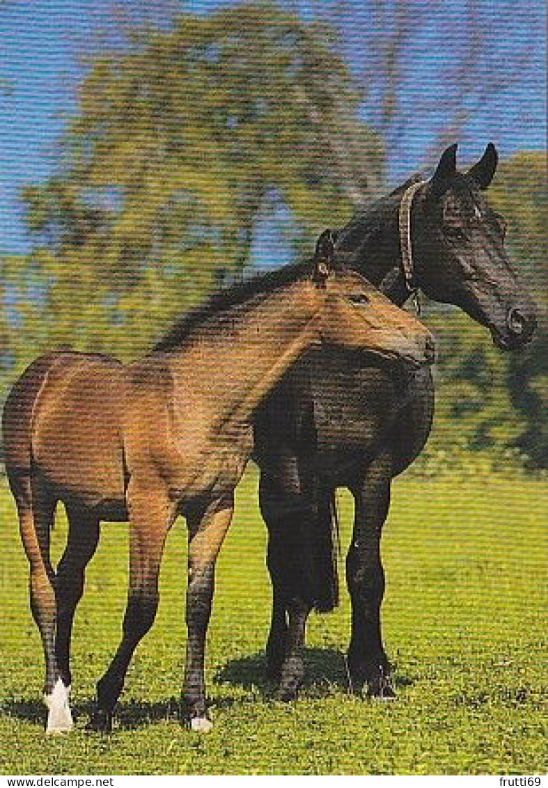 AK 214956 HORSE / PFERD / CHEVAL .. - Cavalli