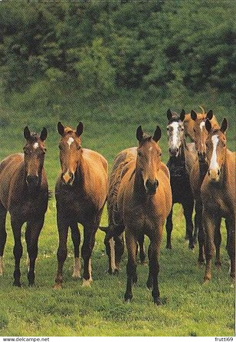 AK 214957 HORSE / PFERD / CHEVAL .. - Pferde