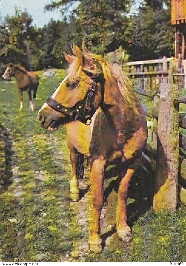 AK 214961 HORSE / PFERD / CHEVAL .. - Chevaux