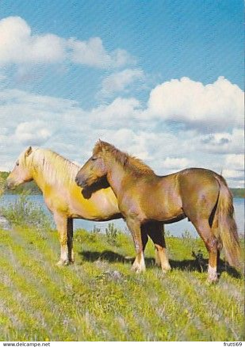 AK 214963 HORSE / PFERD / CHEVAL .. - Chevaux