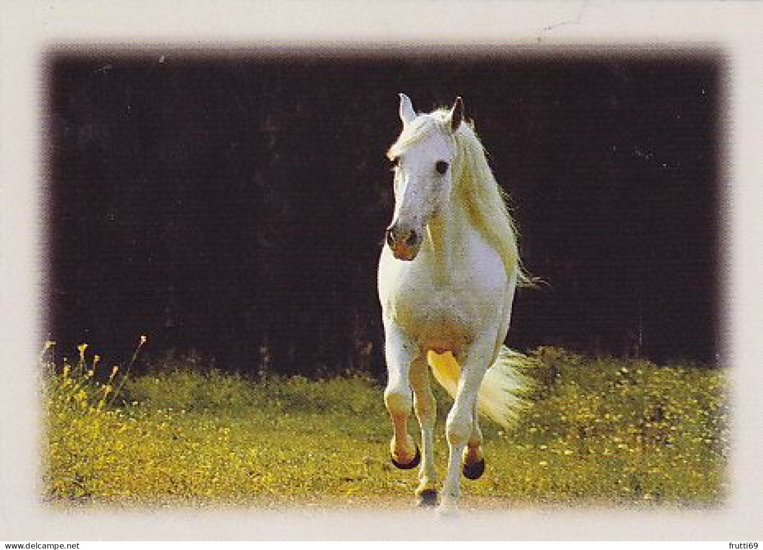 AK 214967 HORSE / PFERD / CHEVAL .. - Cavalli