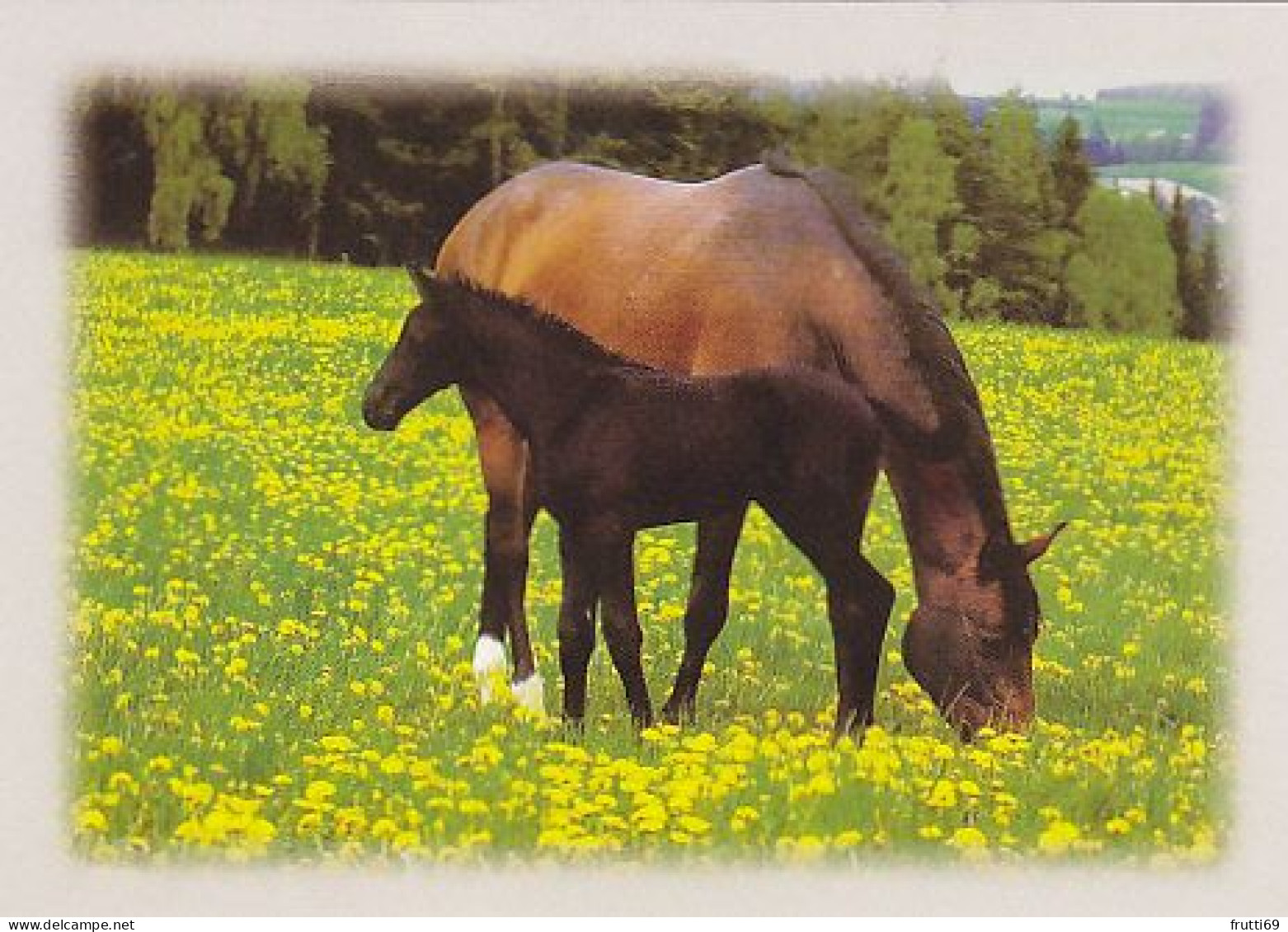 AK 214968 HORSE / PFERD / CHEVAL .. - Caballos