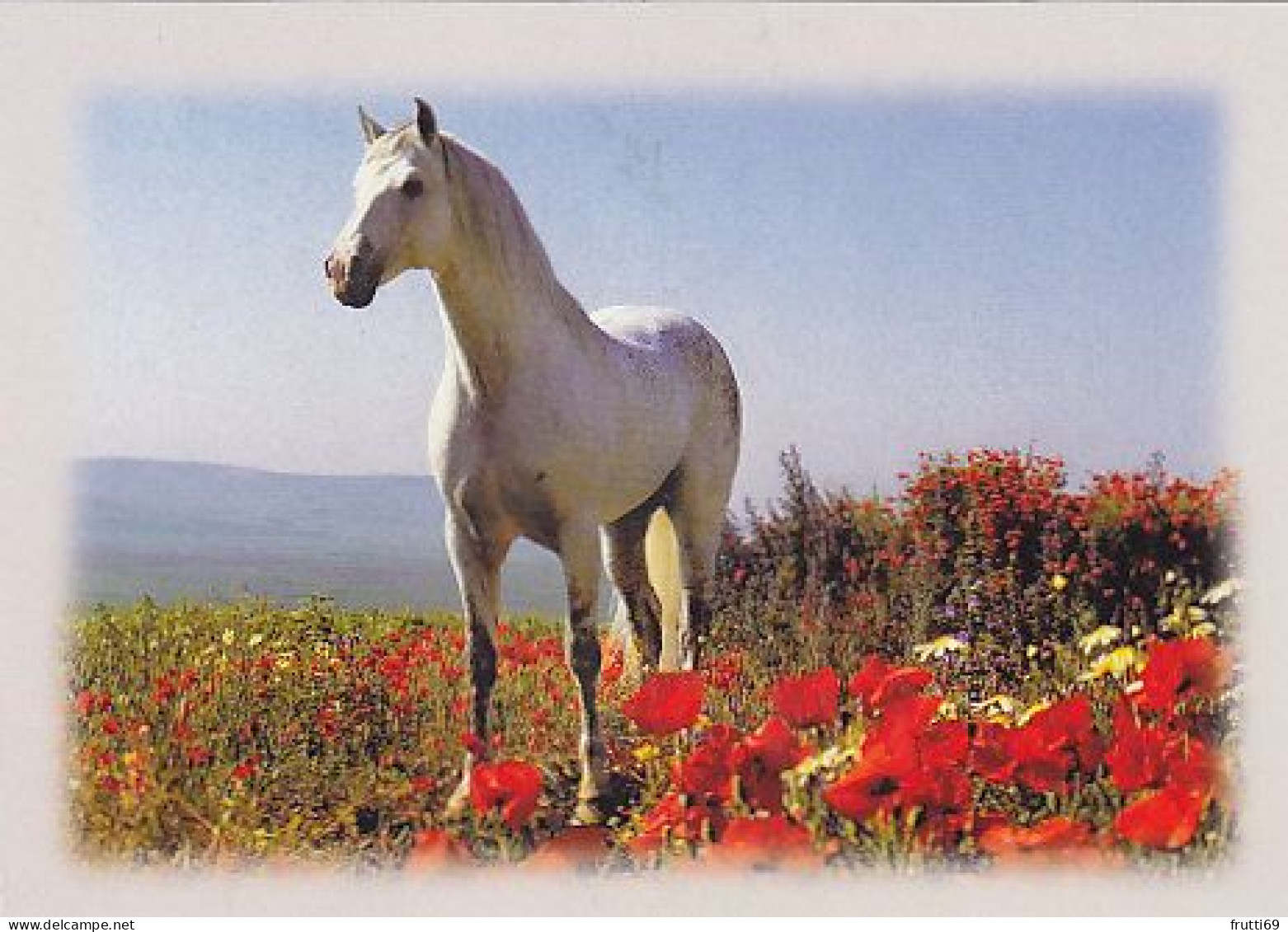 AK 214969 HORSE / PFERD / CHEVAL .. - Cavalli