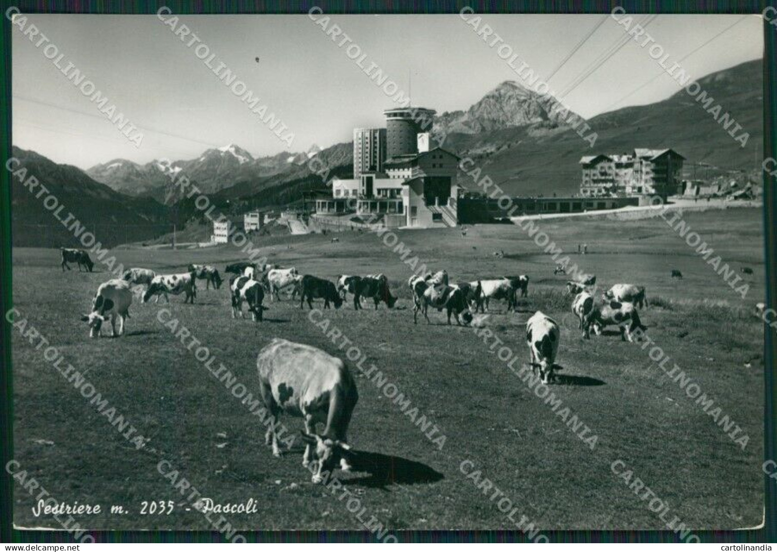 Torino Sestriere Pascolo Foto FG Cartolina KB2164 - Altri & Non Classificati