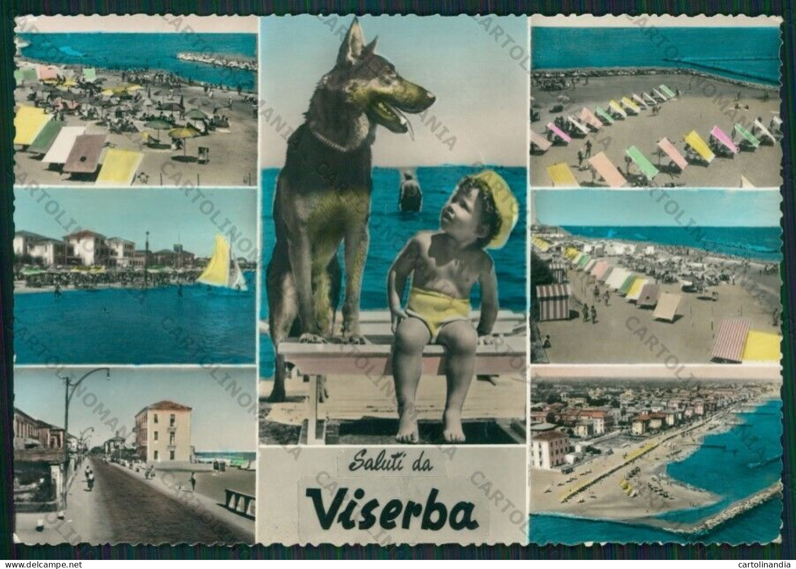 Rimini Viserba Saluti Da Cane Pastore Tedesco Foto FG Cartolina KB0955 - Rimini