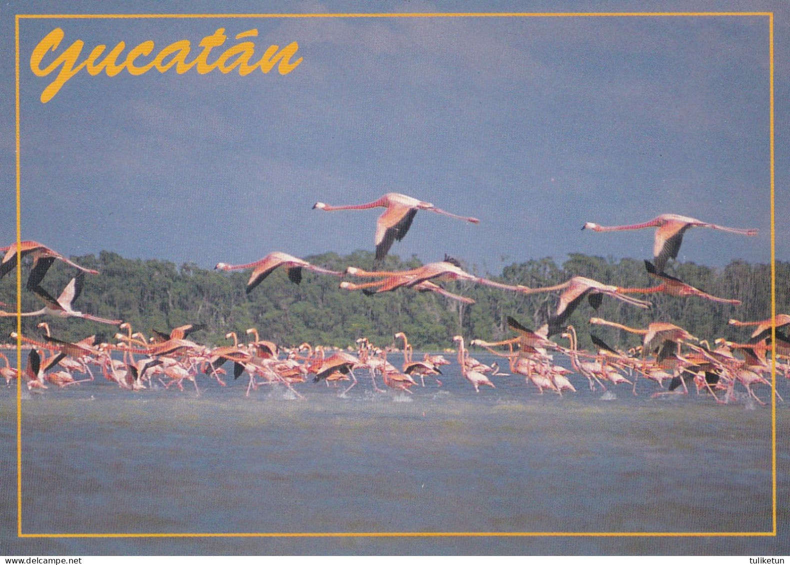 Bird - Oiseau - Vogel - Uccello - Pássaro - Pájaro - Flamingo - Flamingos - Phoenicopteridae - Birds